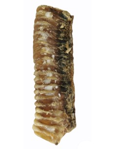 TRÁQUEA 14-17 CM.