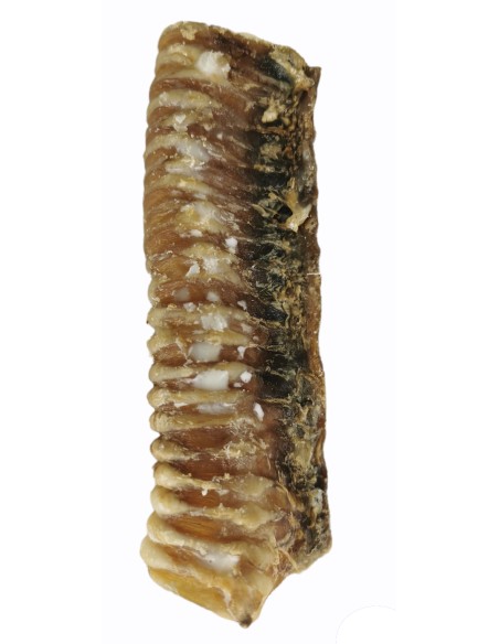TRÁQUEA 14-17 CM.