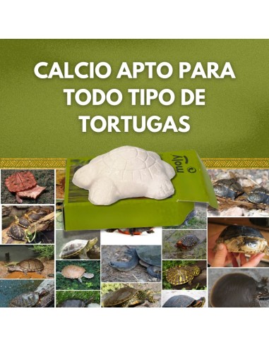 MOLY CALCIO TORTUGAS EXPO X 30...