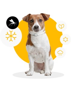 COLLAR ANTIPARASITARIO... 2