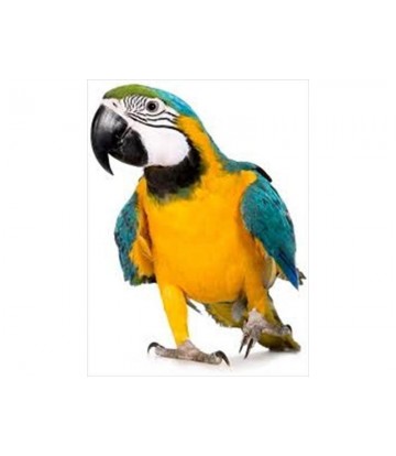 JAULA TUCAN 61'5 X 56'5 X 168 CM. 2