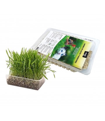 MOLY HIERBA PARA GATOS