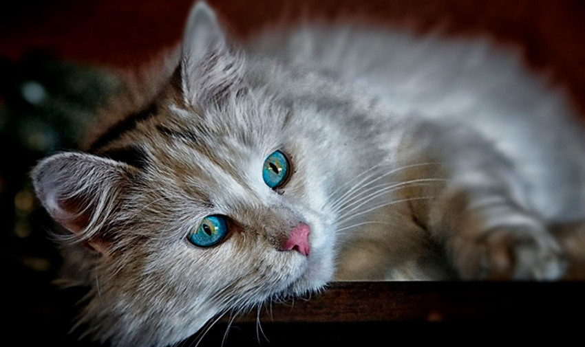 pelo gato