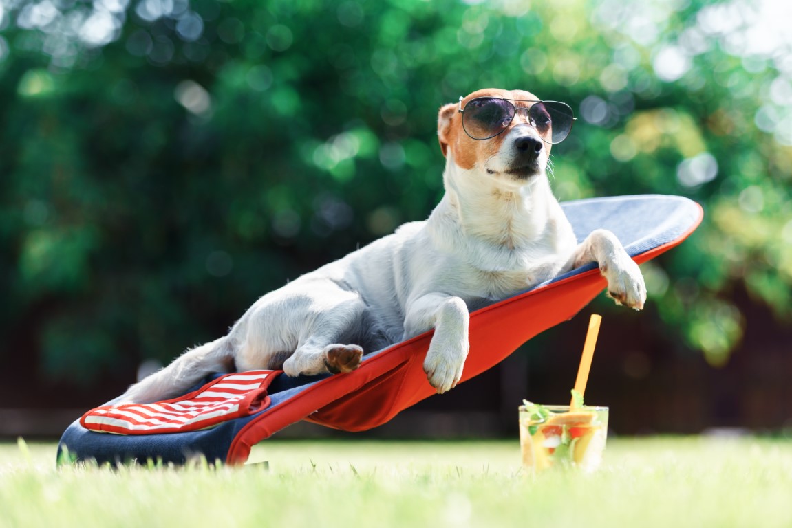 golpes de calor en perros