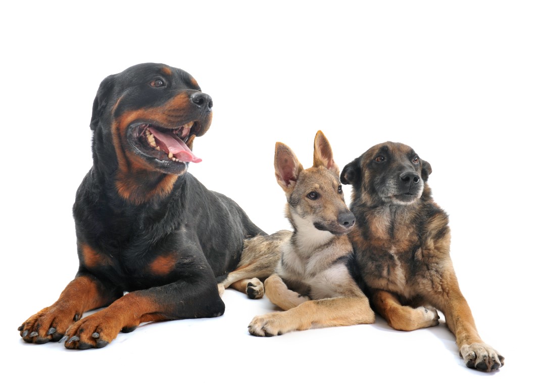 accesorios para perros