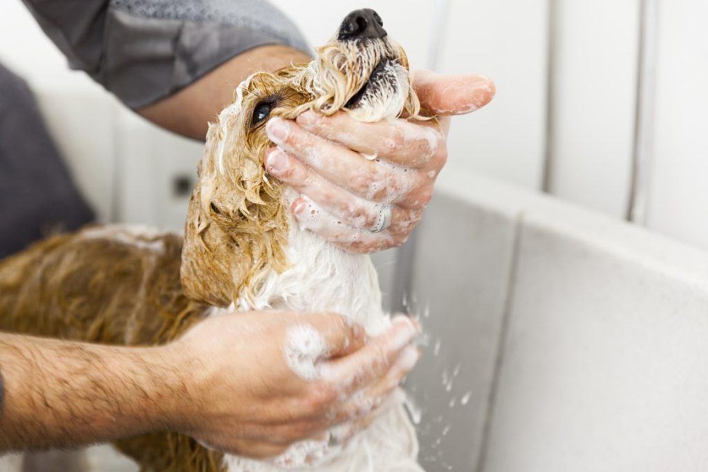 Por qué es importante cuidar el pelo de un perro