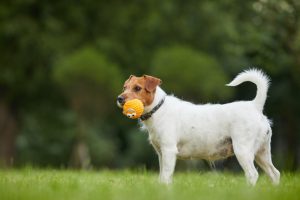 Perro jugando a la pelota en el parque