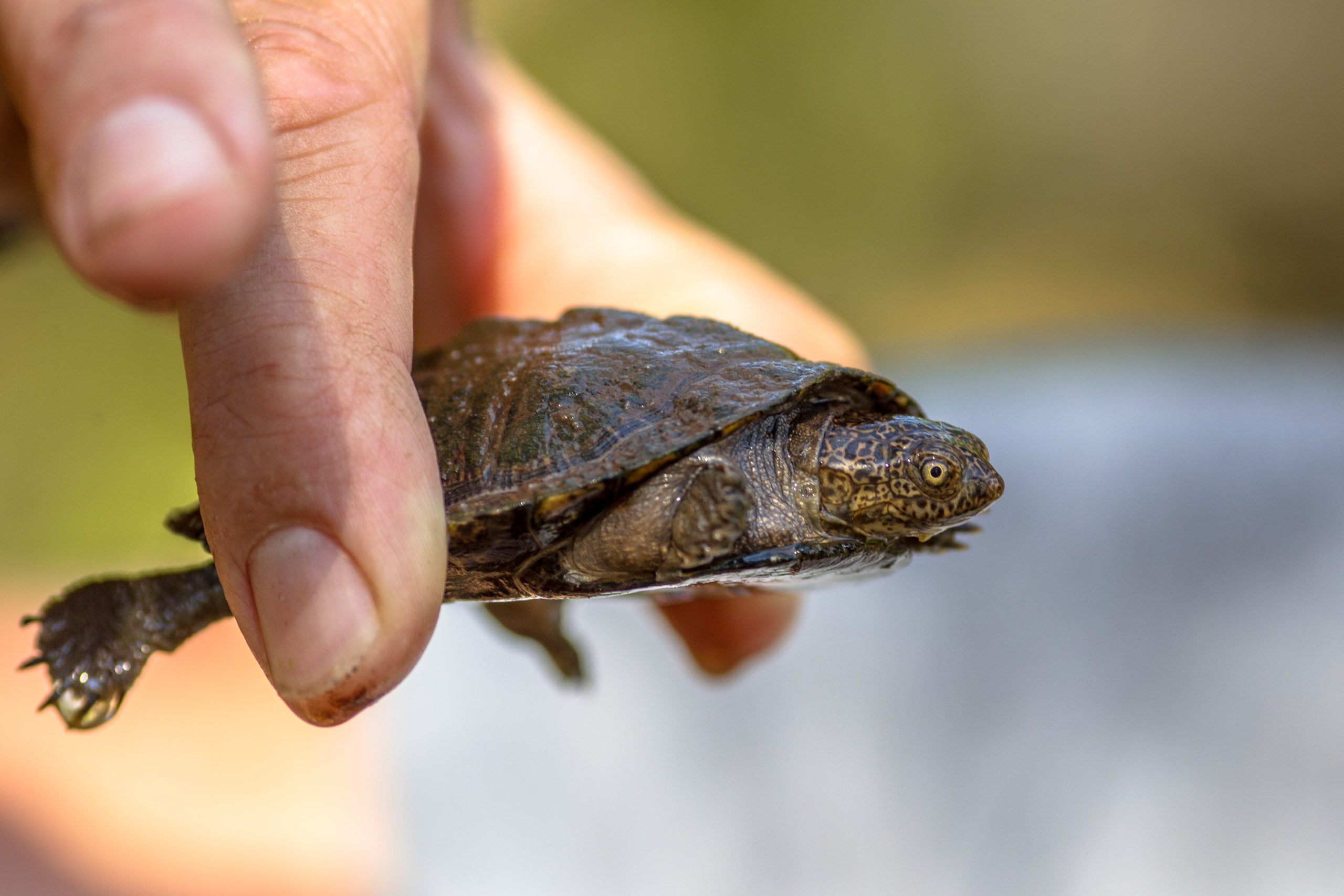 Importancia de la Alimentación de la Tortuga Acuática