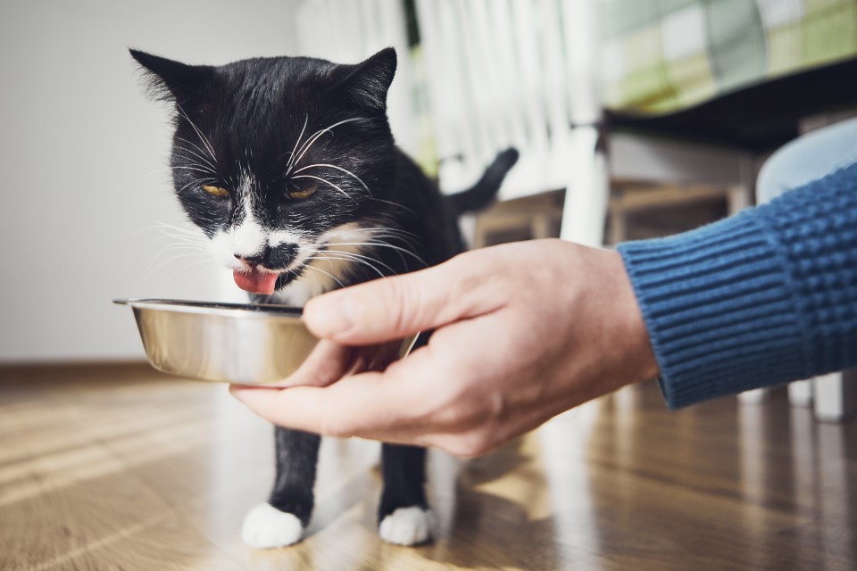 importancia alimentacion gato