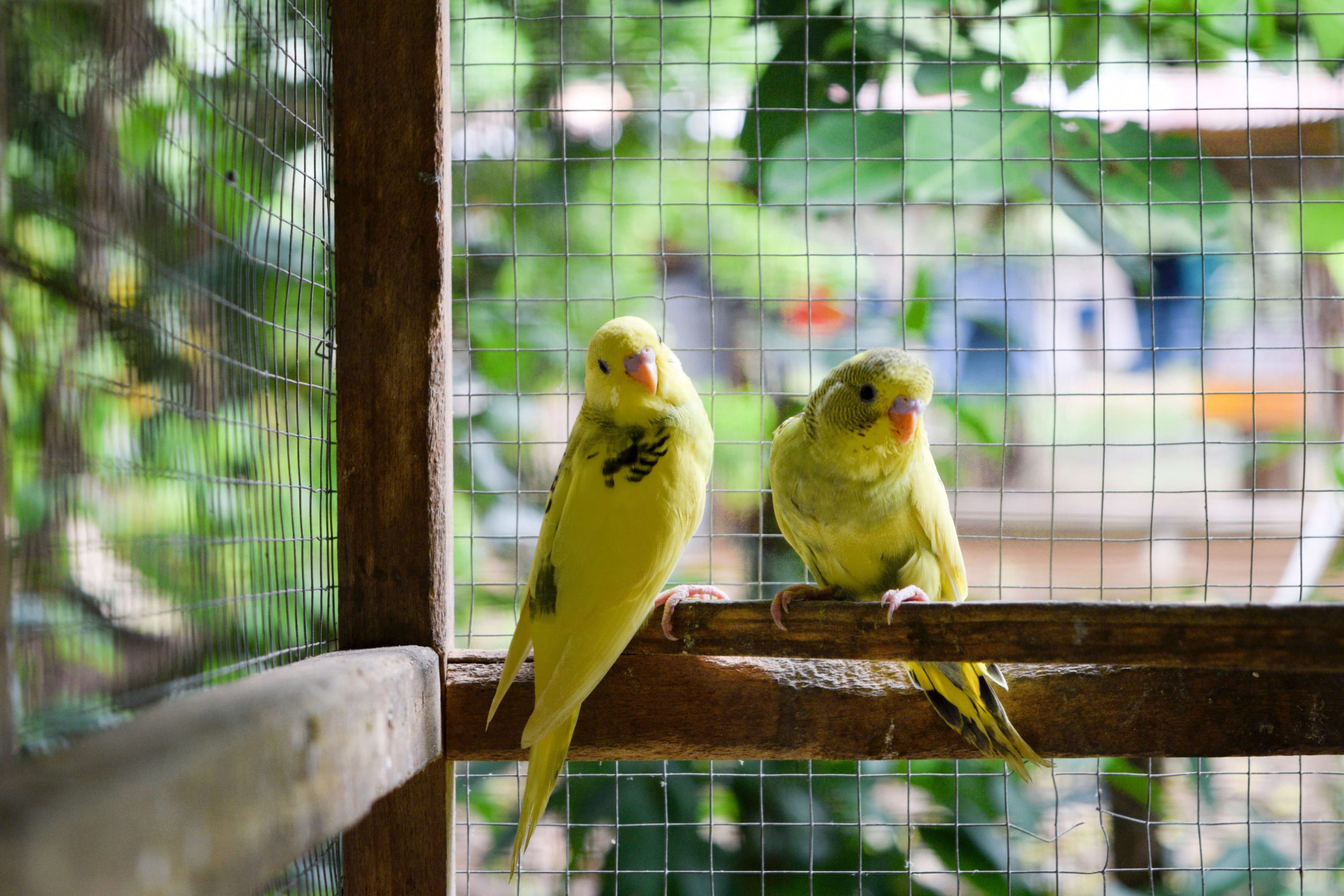Comodidad de las jaulas desmontables para pájaros