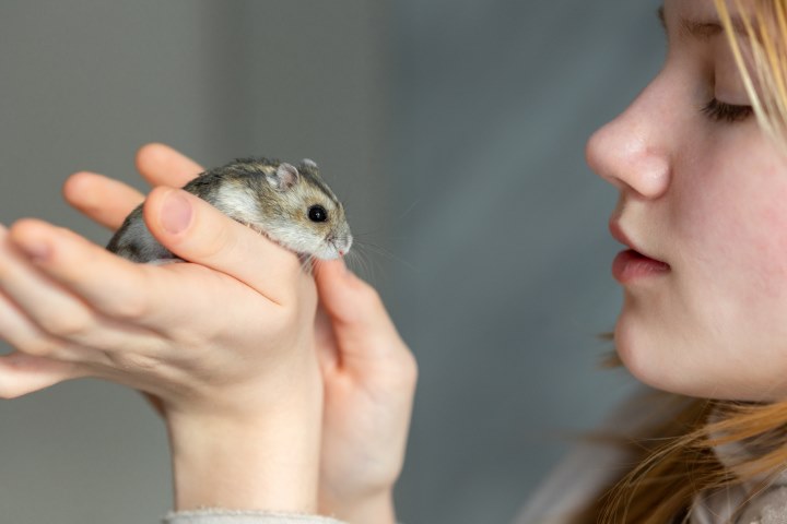 Hamster Chino
