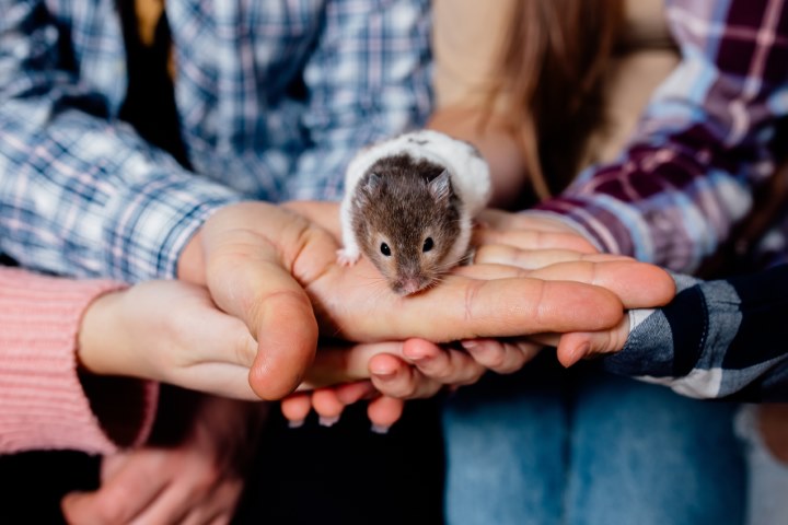 Hamster Roborowski