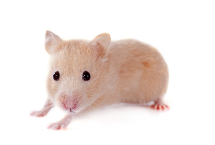 Hamster Ruso