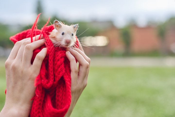 Hamster Sirio