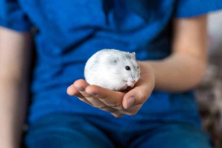 Hamster Tibetano