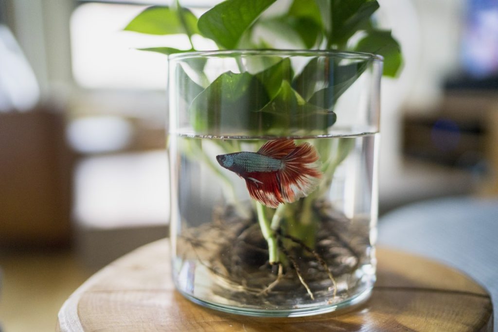 pecera para peces