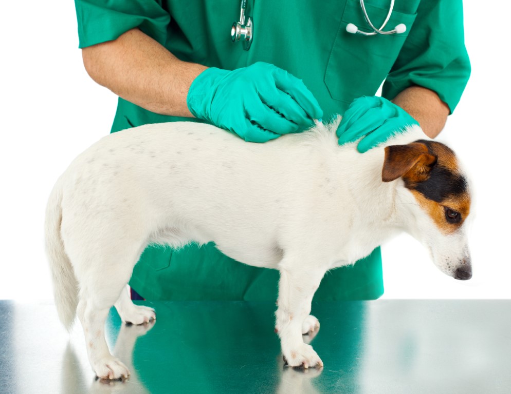 quitar pulgas de tu perro
