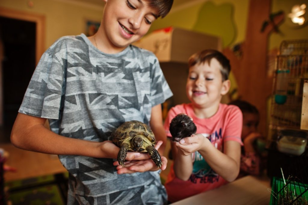 tortugueras para tortugas