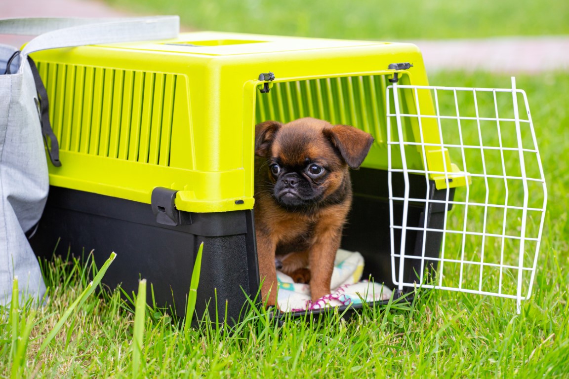 transportines para mascotas