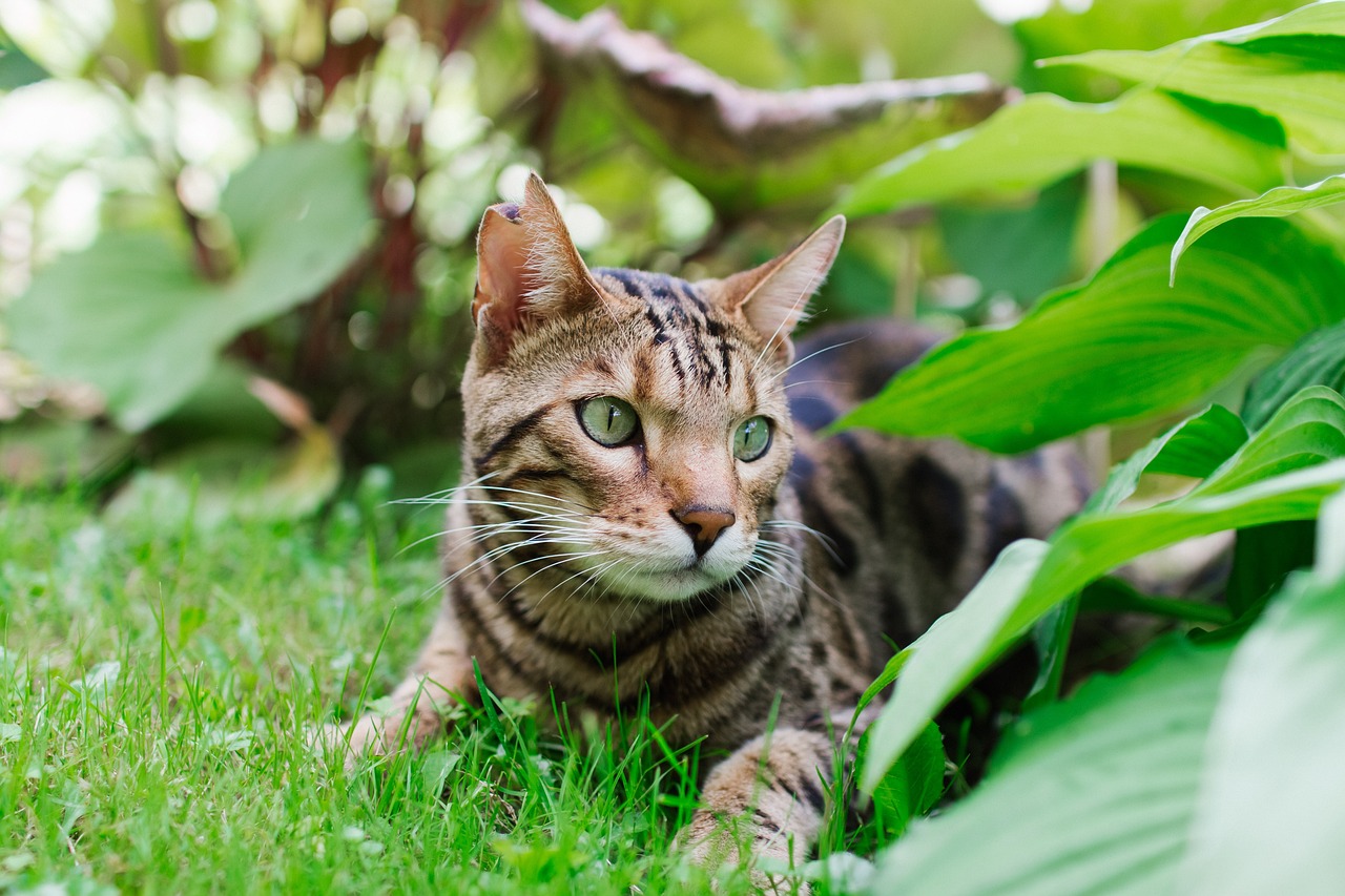 gato bengalí