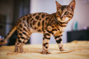 gato bengali
