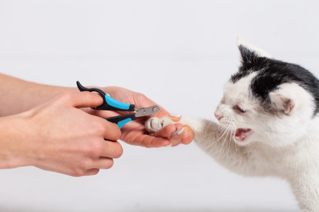 cortar uñas gato
