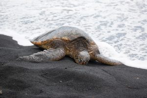 El significado de soñar con tortugas