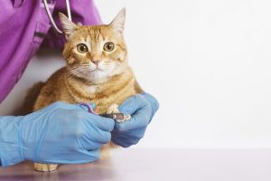 cortar uñas gato