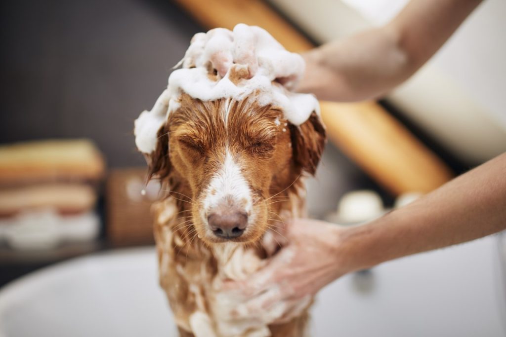 bañar a un perro