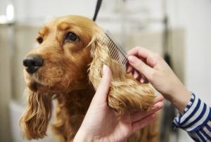 bañar a un perro