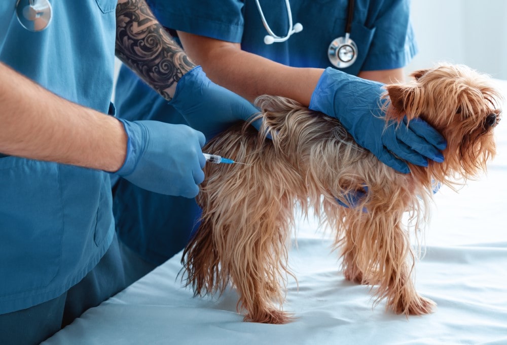Vacunas obligatorias para perros