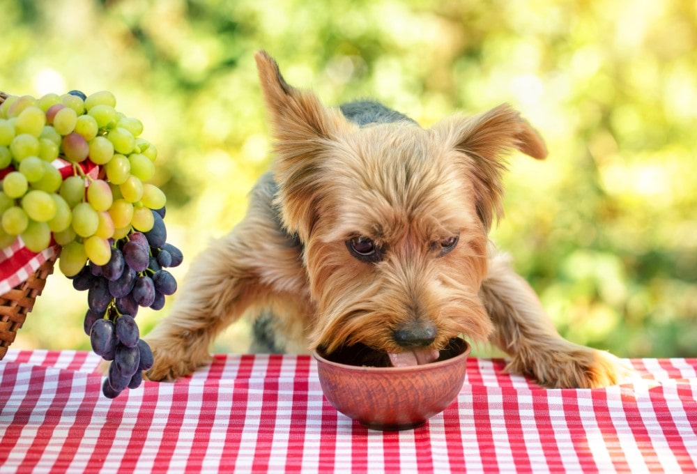 mejor comida para perros