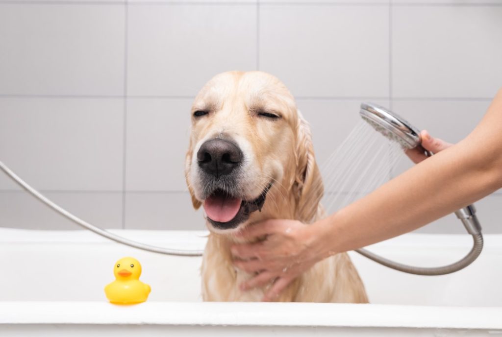 Cómo limpiar un perro grande