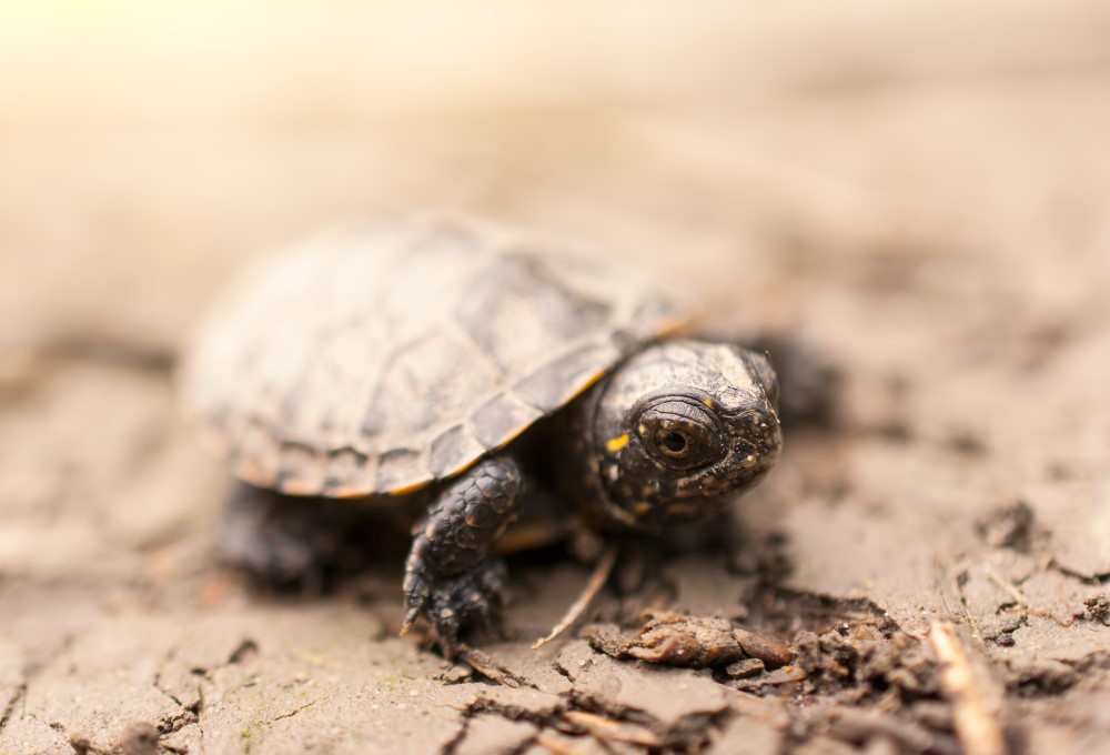 ¿Qué comen las tortugas terrestres?