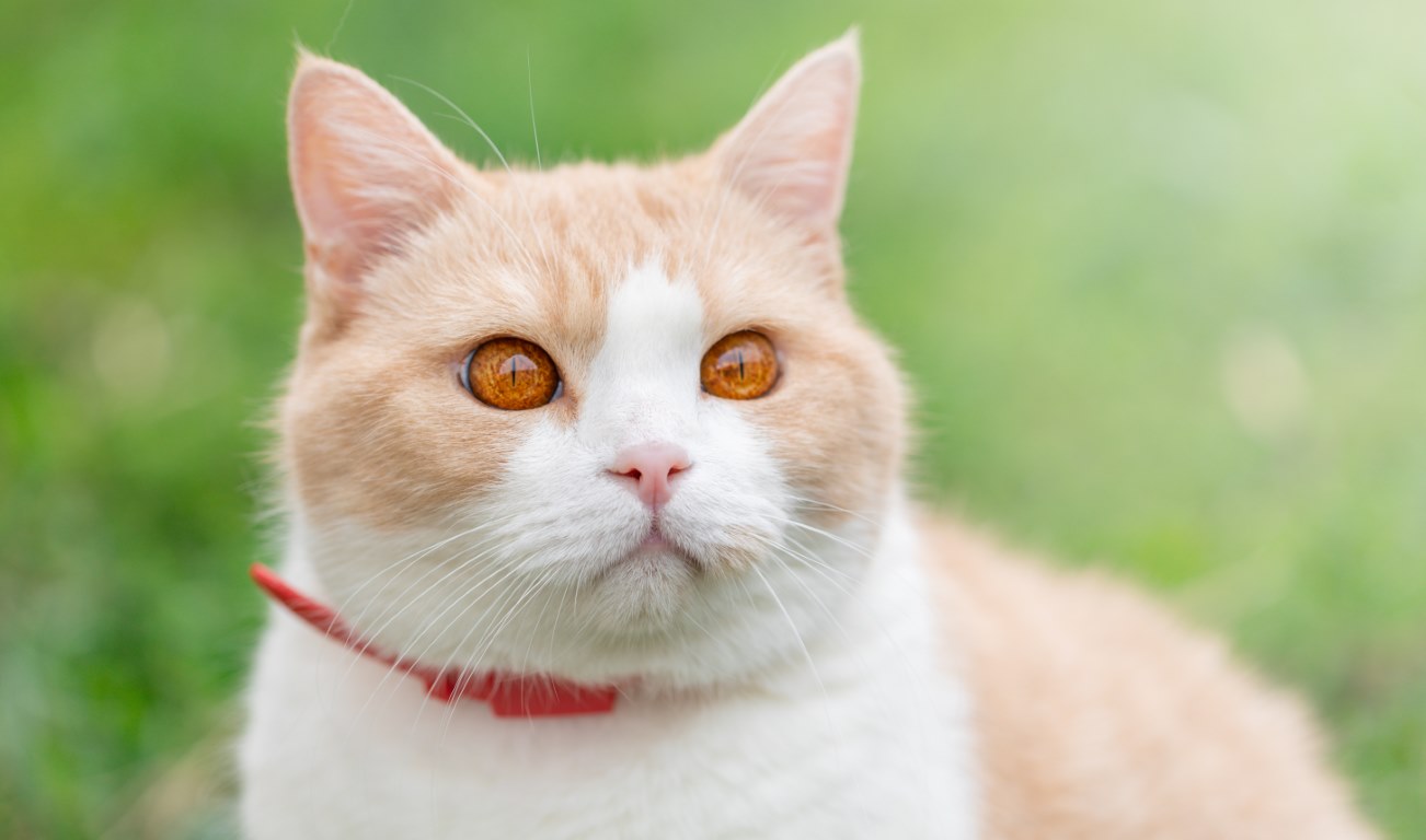 collares antiparasitarios para gatos