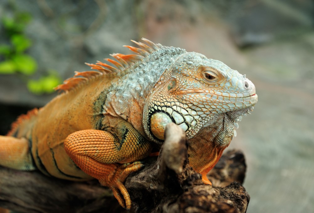 ¿Cómo cuidar una iguana?