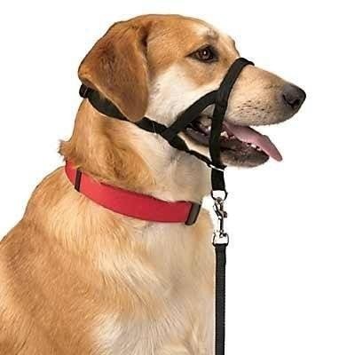 Dog control n.5 42 cm