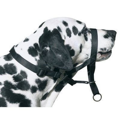Dog control n.7 boxer 54 cm