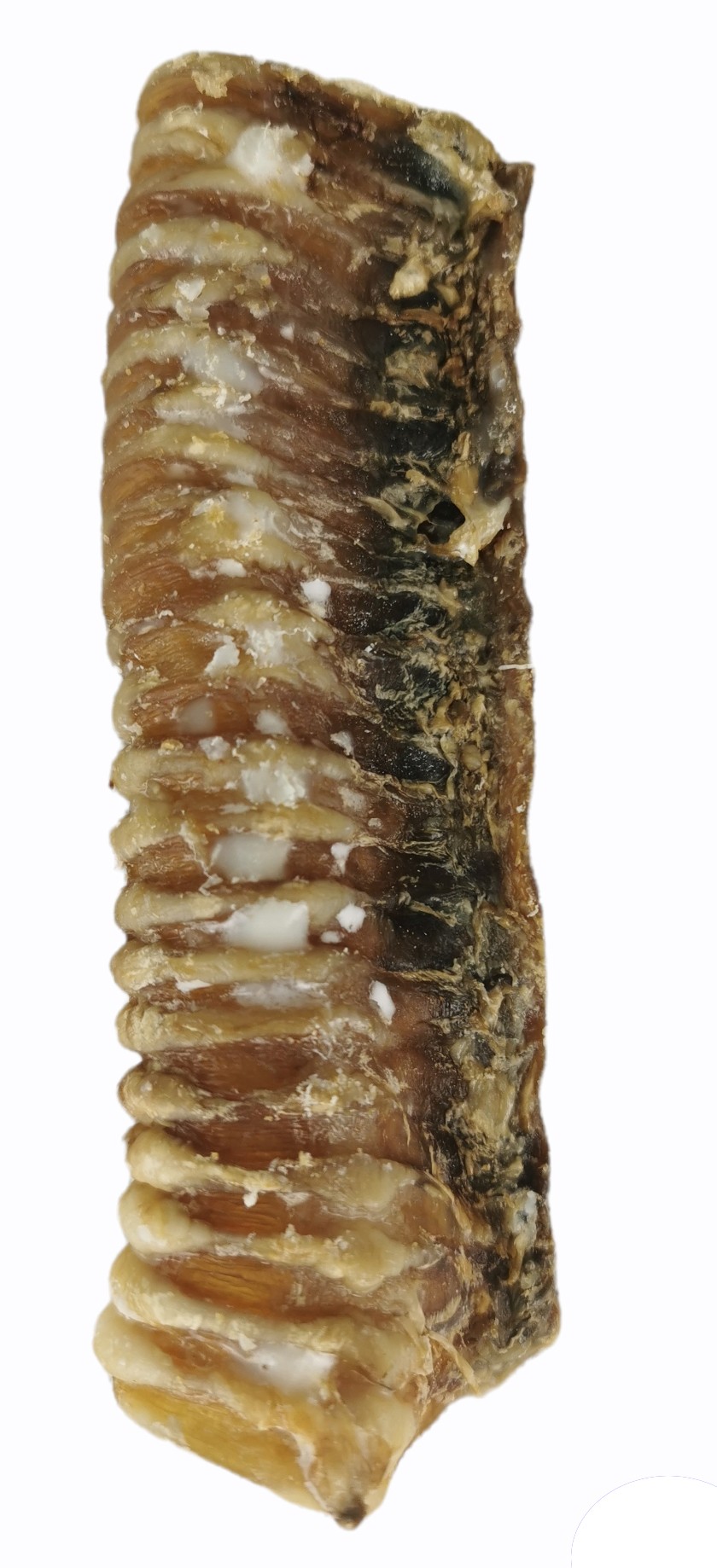 Traquea 14-17 cm.